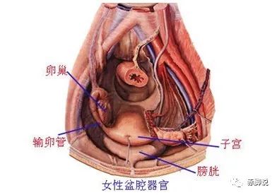 盆腔积液，又一个被过度治疗的妇科病，中医说厨房里有味调料就可以搞定！