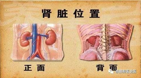 中医基础第二版13：肾藏精，先天之本