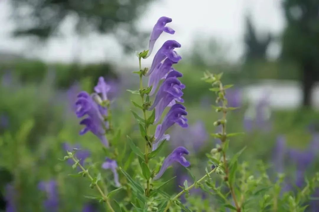 黄芩。。。
