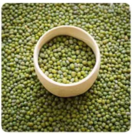 绿豆,食物也。其性微凉,味甘。其归肝胆二经