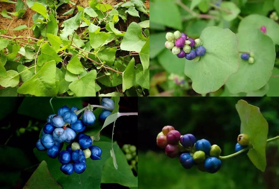 治疗带状疱疹（蛇缠腰），只需一味草药，治标又治本