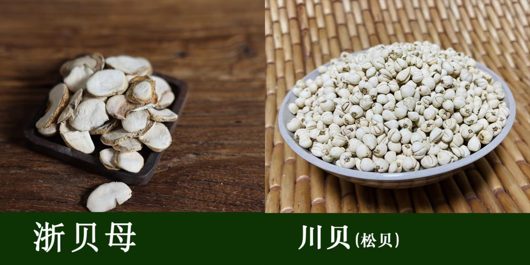 贝母：治咳第一药，川贝浙贝功效各不同