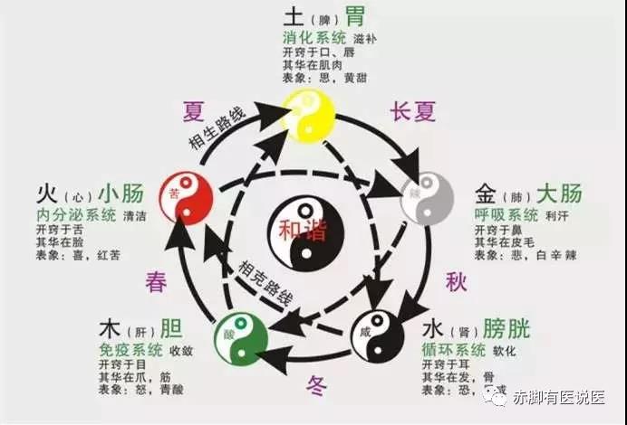 中医基础第二版05：五行，中医的本(下)