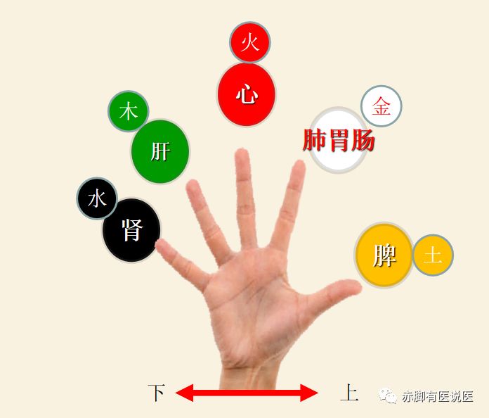 中医基础理论第16课，中医手诊，揭秘看手诊病背后的真相！10分钟学会看手诊病
