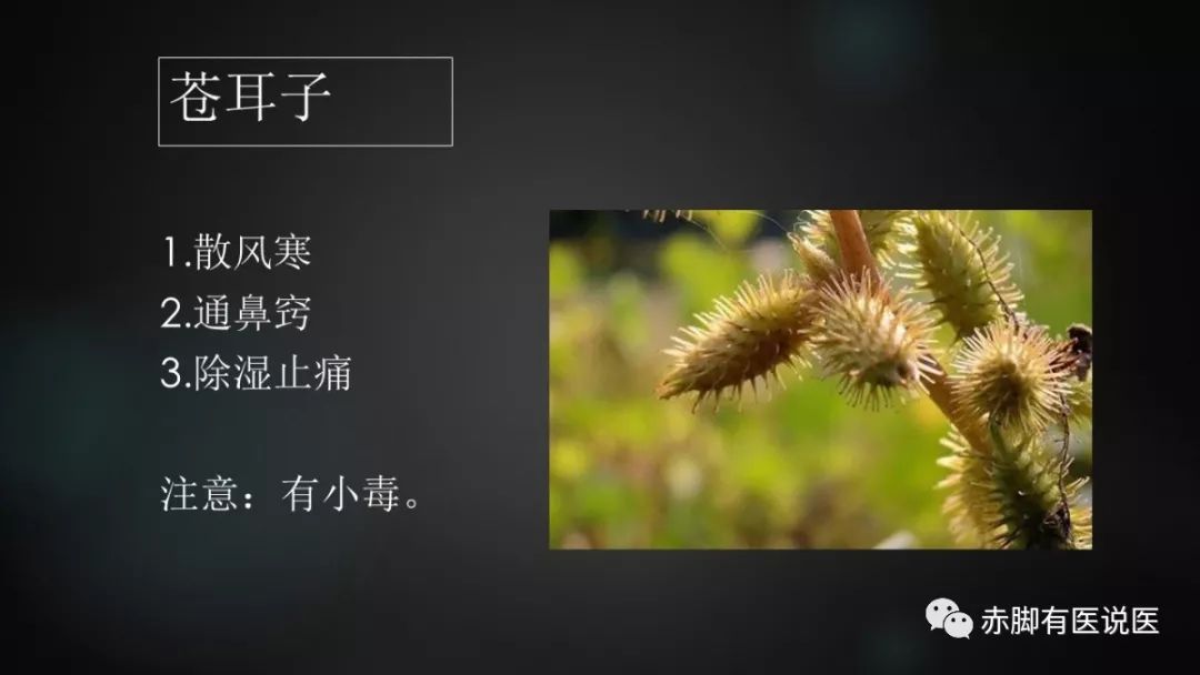 苍耳子、辛夷花：通鼻窍常用药。