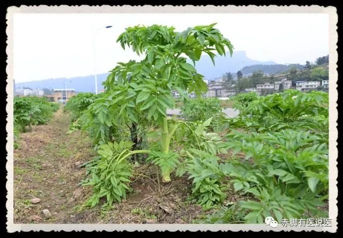 白芷：常用的燥湿止痛药。