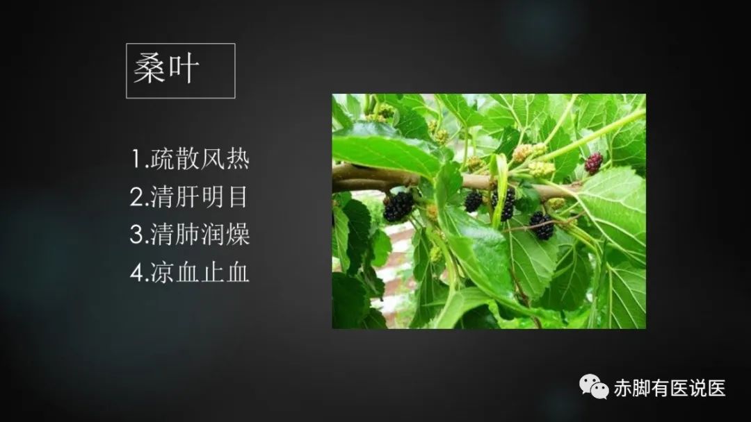 桑叶：清肺热常用药。(附音频）