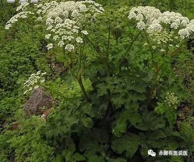 羌活：散上半身风寒湿的常用药。
