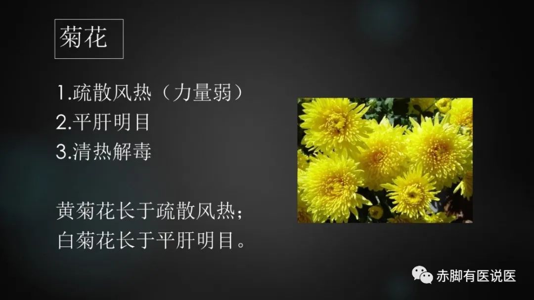 菊花：能疏散风热，平肝明目。(附音频）