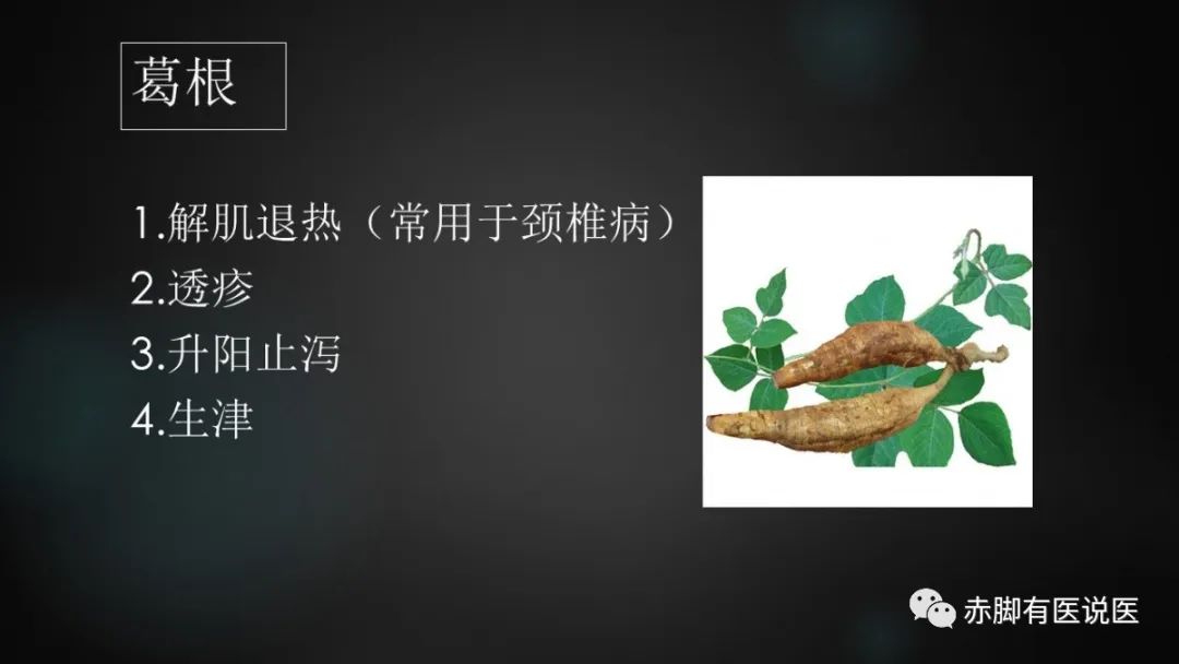 葛根：能缓解肌肉紧张的解表药。